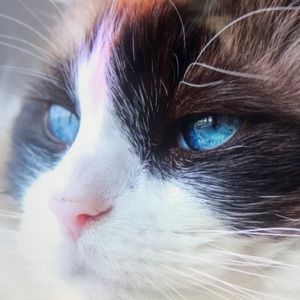 Meet your Posher, Newman